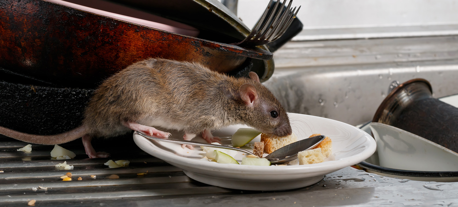 pest-control-image2