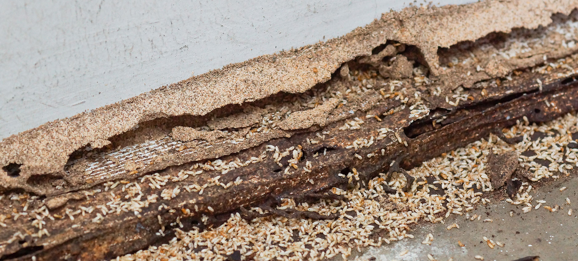 termite-image